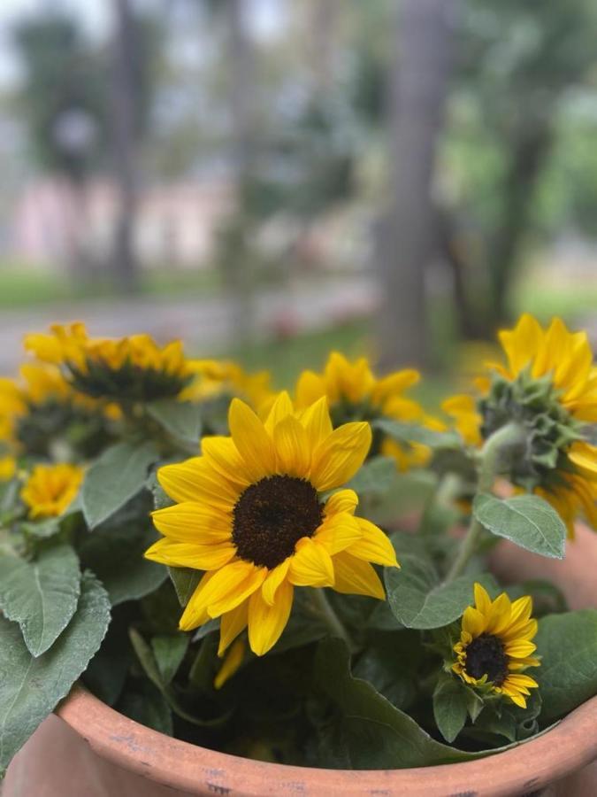 Oasi Park Hotel ماسكالي المظهر الخارجي الصورة